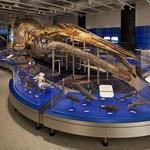 Canadian Museum of Nature / Musée canadien de la nature