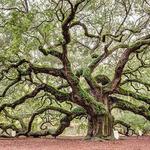 Angel Oak Tree