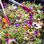 The Sebastopol Farmers' Market