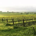 Winery Tours