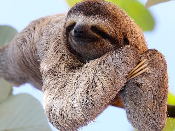 Guided sloth tour in Costa Rica