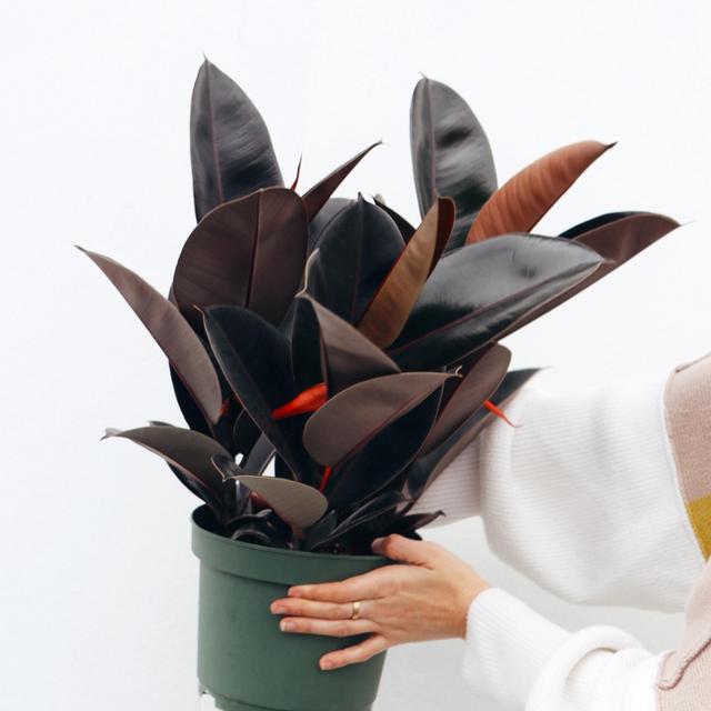 Ficus Decora Burgundy 8”