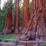 Mariposa Grove of Giant Sequoias