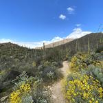 Sabino Canyon