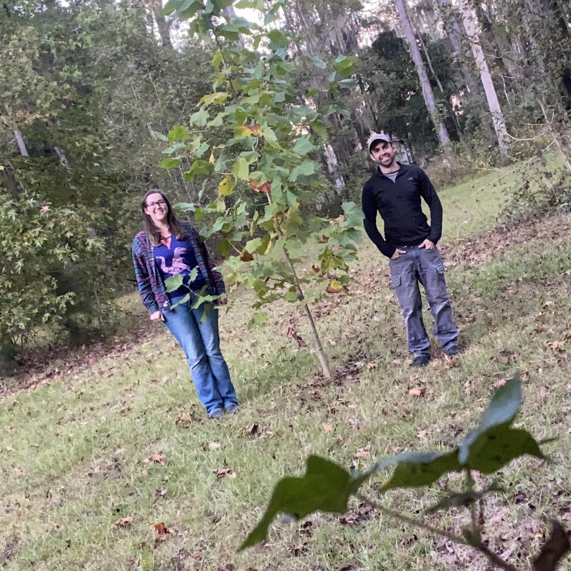 At our farm, we planted this sycamore together in spring of 2020 (it was only 1 ft tall at the time) currently it is well over 20 feet tall. This picture was taken in November of 2021!