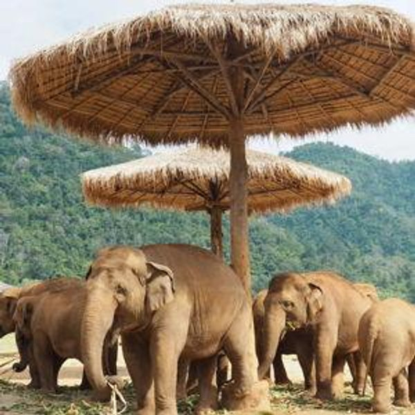 Elephant Sanctuary & Bamboo Rafting in Thailand For Two
