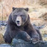 Alaska Wildlife Conservation Center