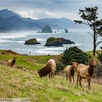 Wildlife Viewing (Nestucca Bay National Wildlife Refuge)