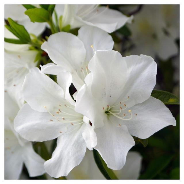 Azalea Delaware Valley White' 1pc - National Plant Network - U.S.D.A. Hardiness Zones 5 - 8