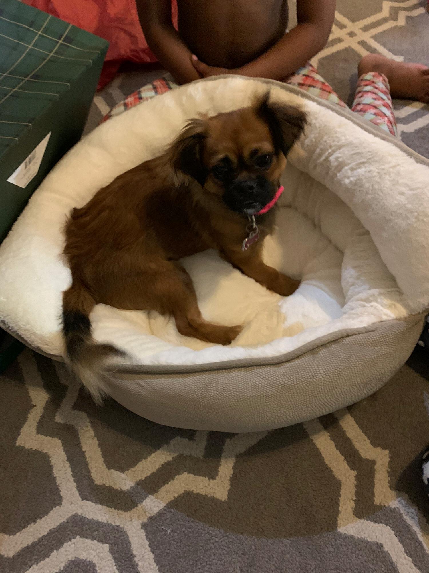 Our puppy Princess Lola Rose. This is our 4th dog and the longest we have kept up with a pet. But she is more than a pet, Lola is our puppy girl and we love her so much.