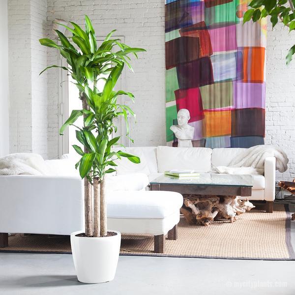 Corn Plant Classico White