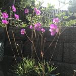 Fame Flower / Rock Pink