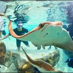 Discovery Cove Orlando