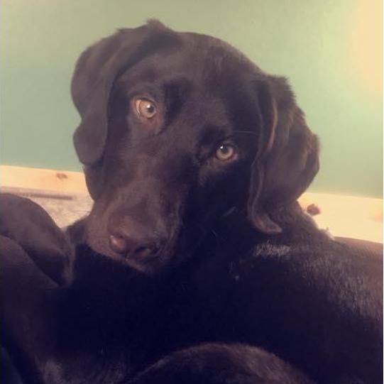 Browning, the family dog