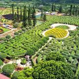 Dole Plantation