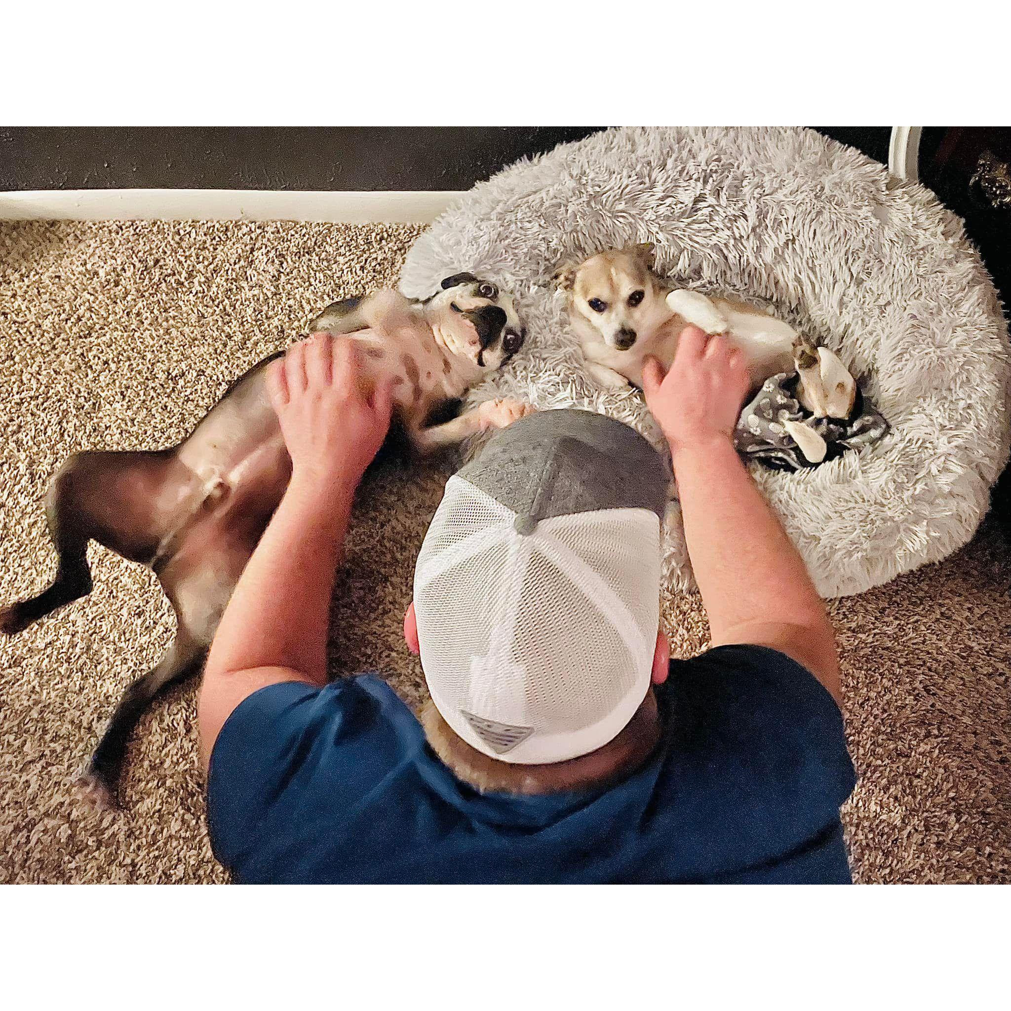 By March of 2022, Kathryn's family dogs had accepted Aaron into their pack. BingBong the chihuahua remains the toughest critic to date, still sometimes skeptical.