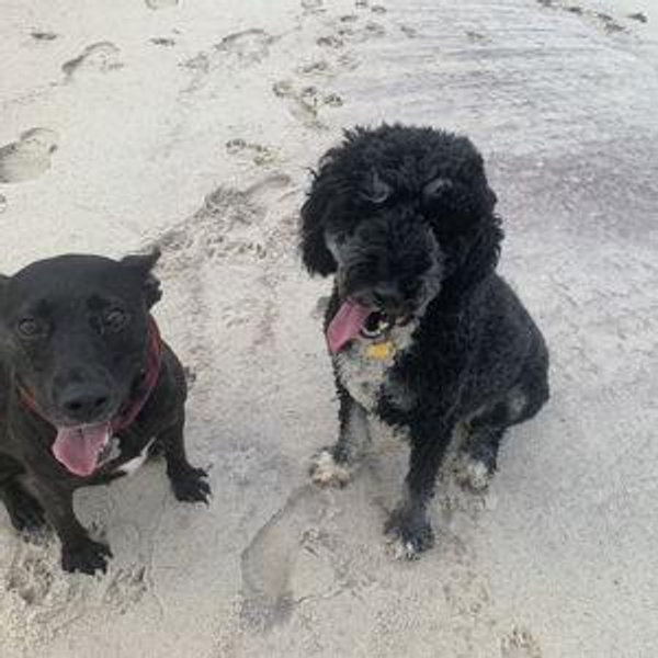 Dogsitter for Augie/Rosie on Our Honeymoon
