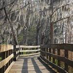 Gator Boardwalk