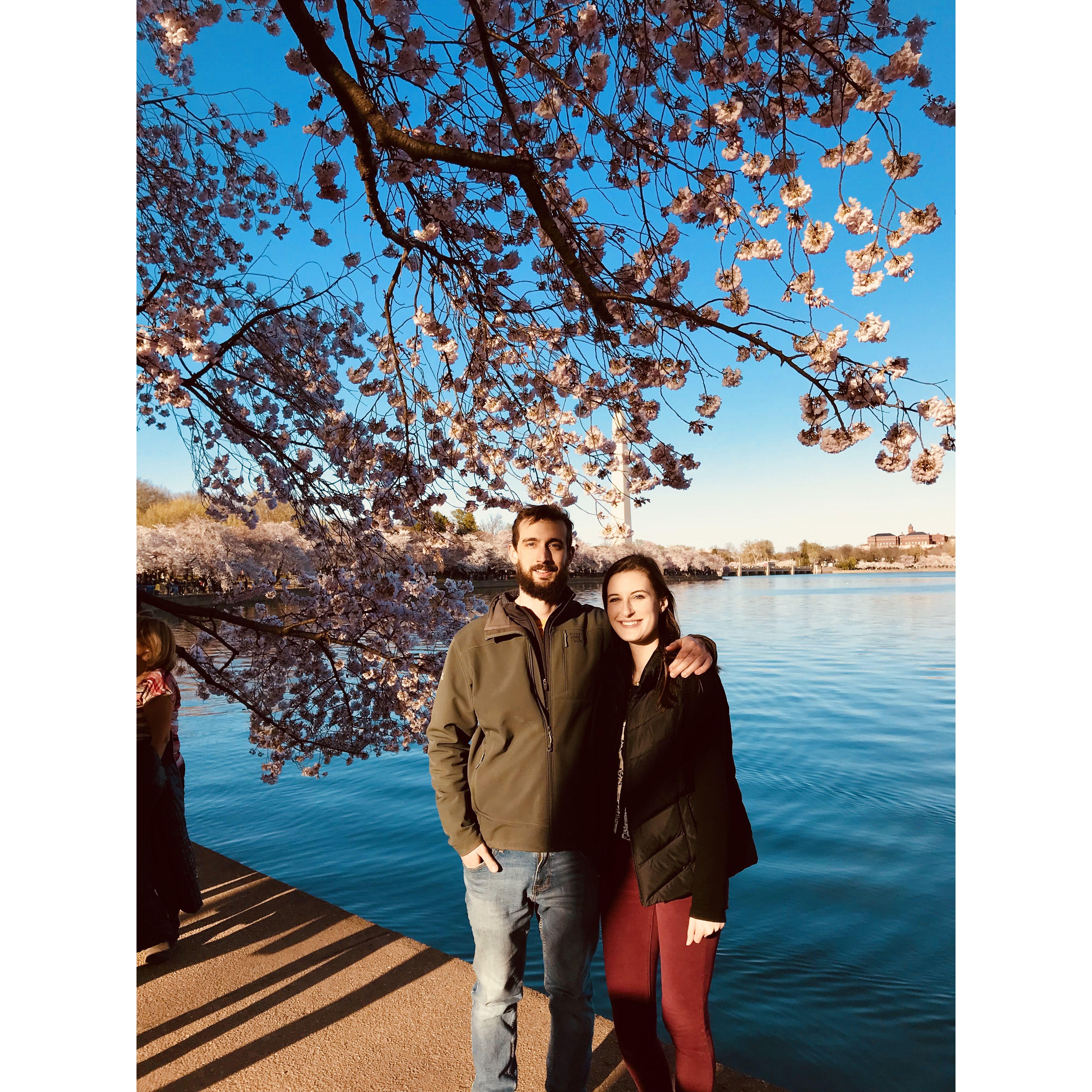 April 2018 - DC Cherry blossoms