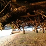 Budds Beach Reserve