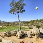 San Diego Zoo Safari Park