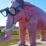 Pink Elephant Tourist Attraction