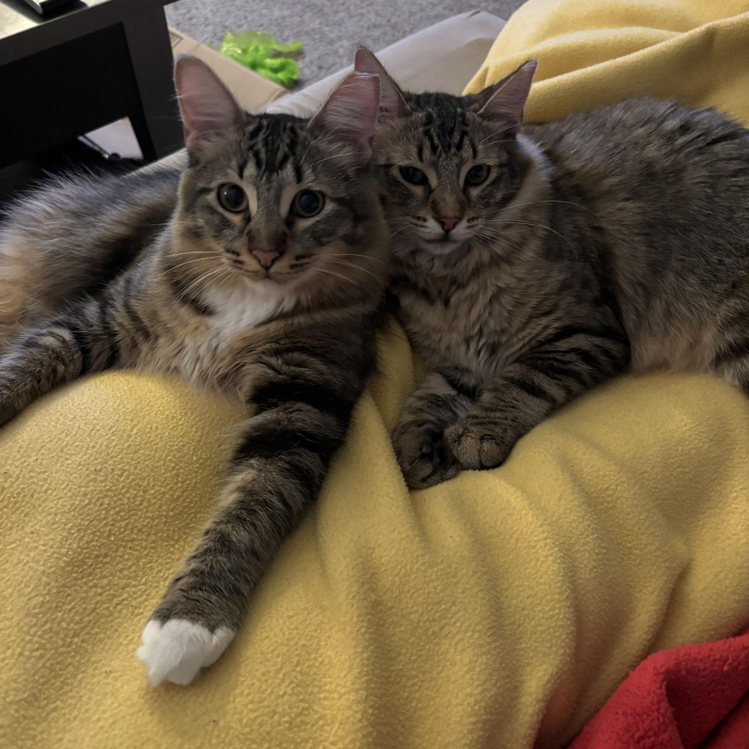 Our kiddos, Chip and Bogey!