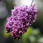 Descanso Gardens