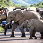 Pilanesberg National Park