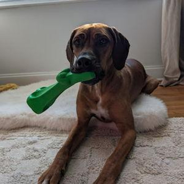 Our Pet Toy Fund