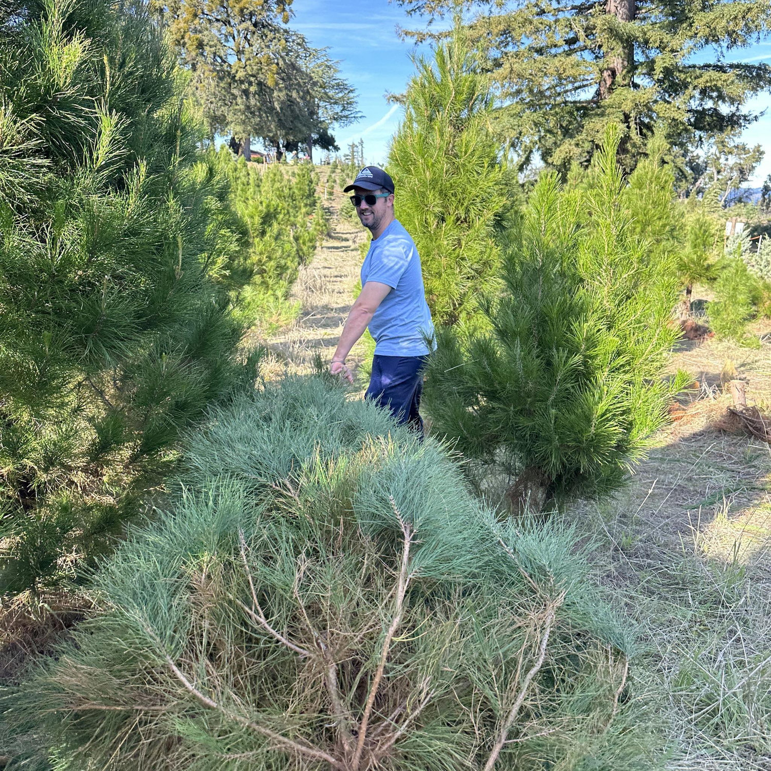 Cutting down a Christmas tree! Is it too small?? lol