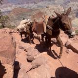 Grand Canyon Village
