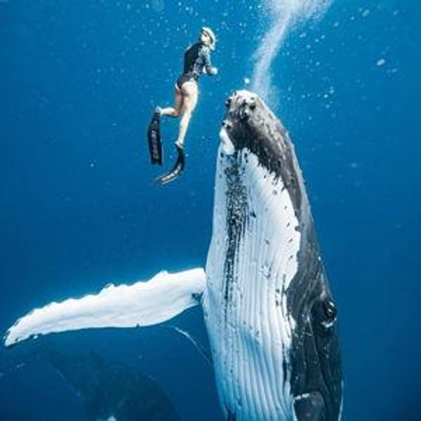 Whale Migration Diving Experience