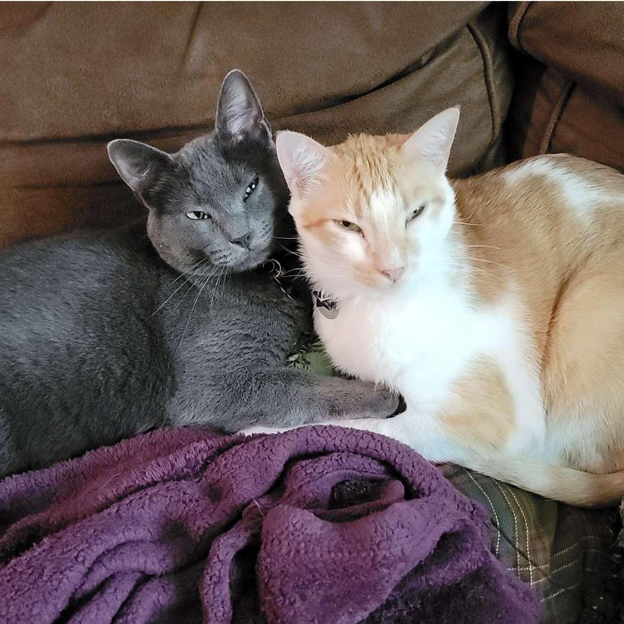 Our two sons, Osiris (gray), and Loki (orange & white).
