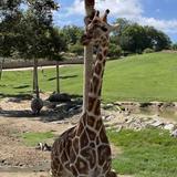 San Diego Zoo Safari Park