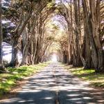 Seal Cove Cypress Tree Tunnel