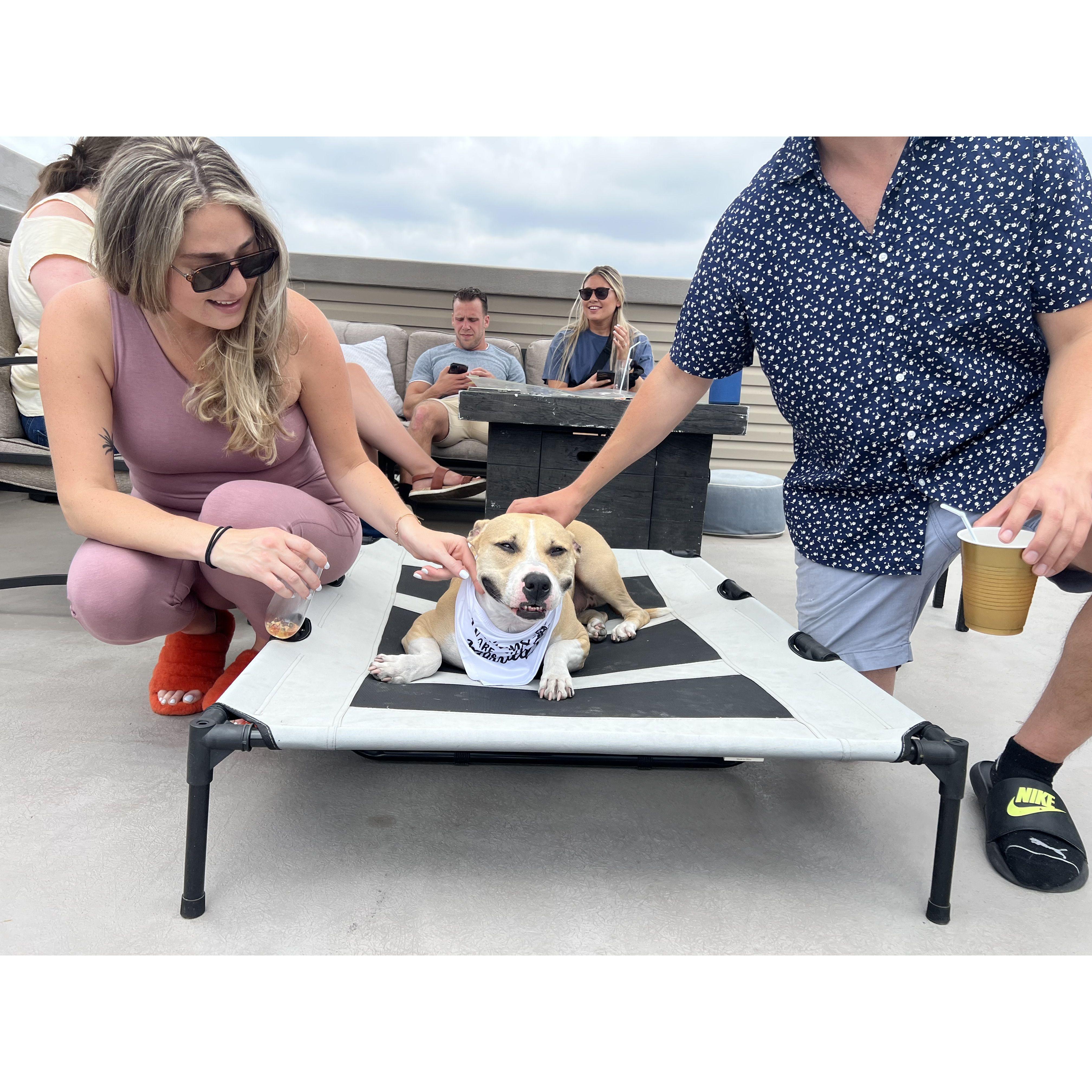 Riley wearing her "my humans are getting married" bib!