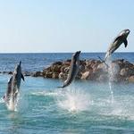 Dolphin Cove Ocho Rios