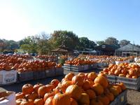 Linvilla Orchards