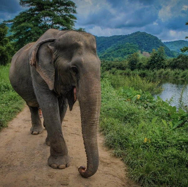 Thailand Elephant Sanctuary Experience