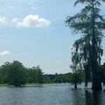 Jean Lafitte Swamp Tour