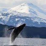 Whale Watching