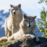 Alaska Wildlife Conservation Center