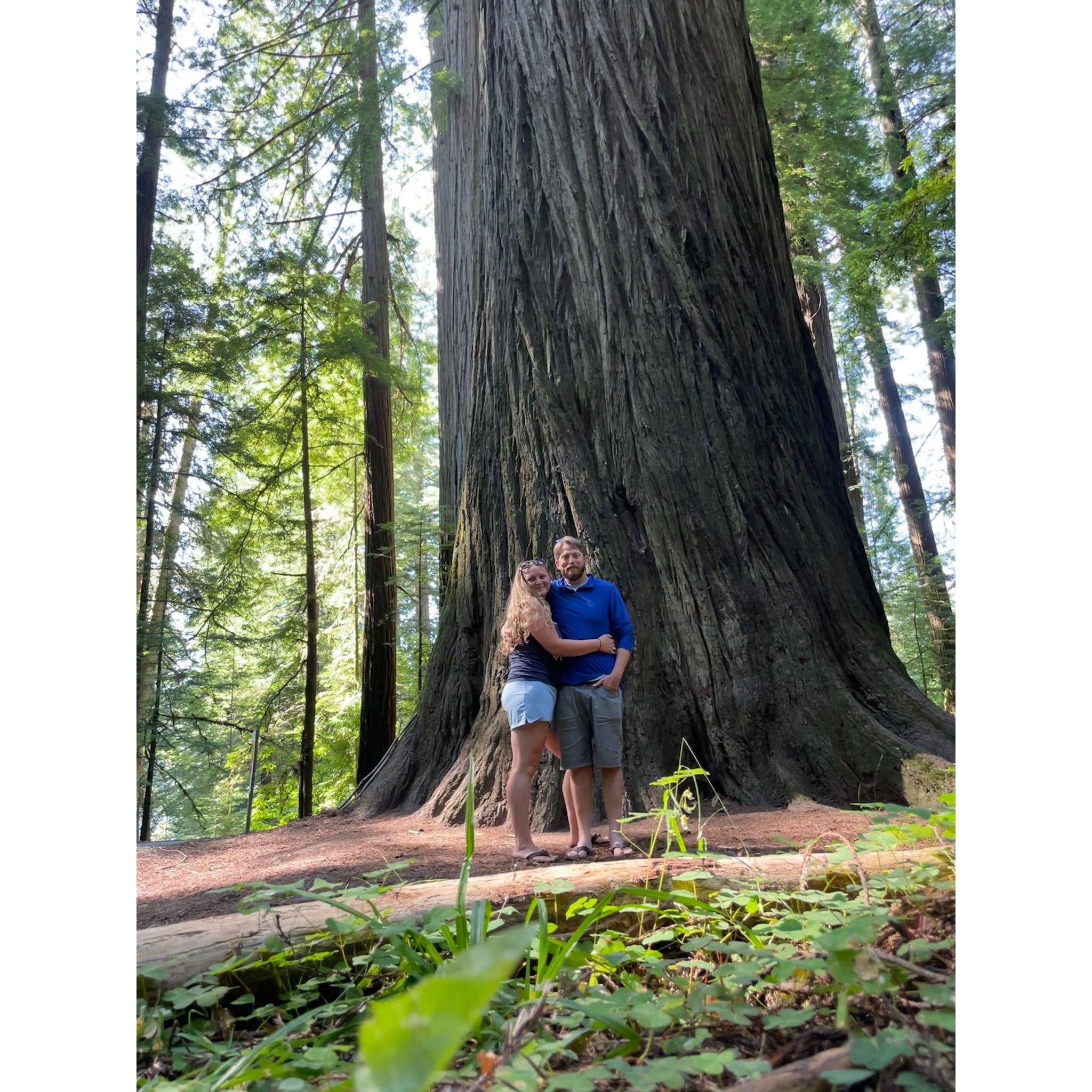 On our cross country road trip, beneath the Sequoias of CA