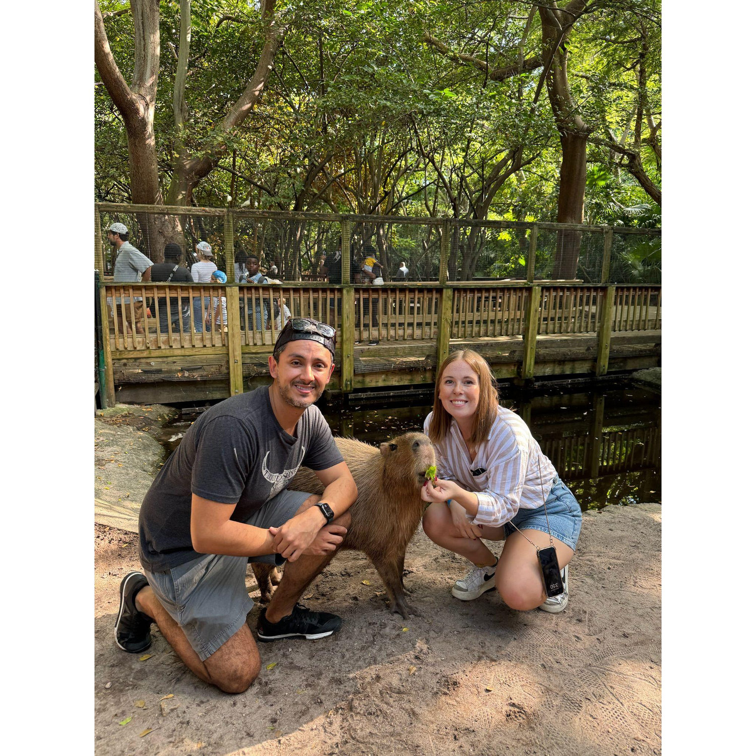 Meeting capybaras (Ron and Hermione) in Miami. Their teeth are huge!