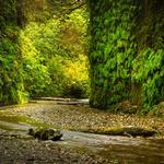 Fern Canyon