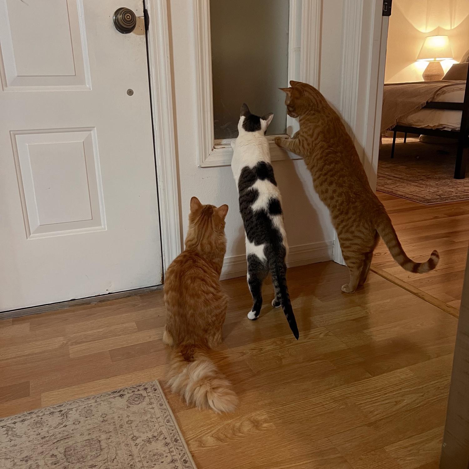 Our 3 fur babies