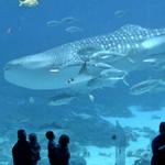 Georgia Aquarium