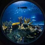 OdySea Aquarium