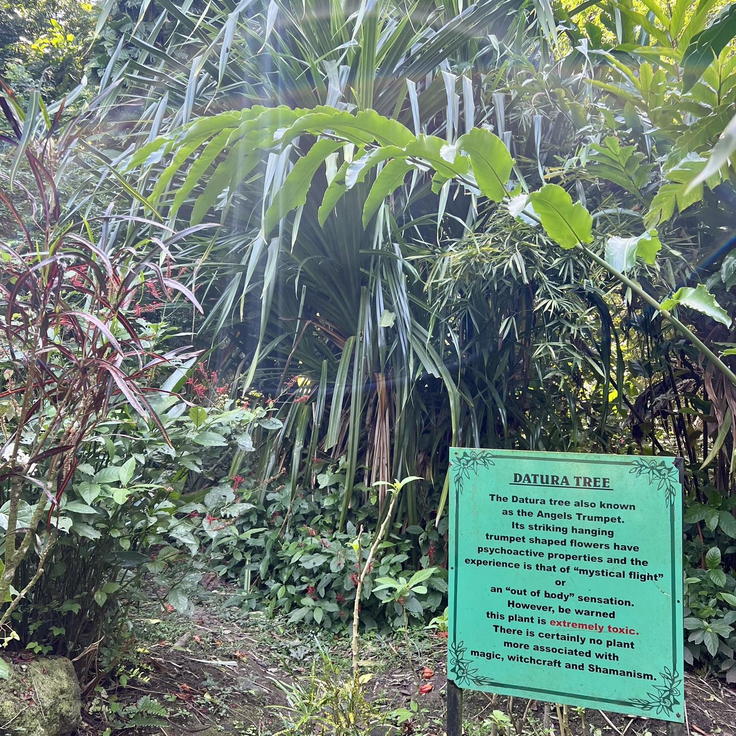 Diamond Falls Botanical Gardens- Our boat captain took us to the gardens while we were in the town of Soufrière- it was so beautiful!